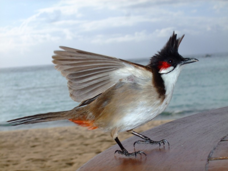 Mauritius 2010 - 0170 